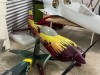 Velox Krill Model